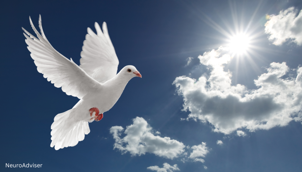 Dove - symbol of meditation